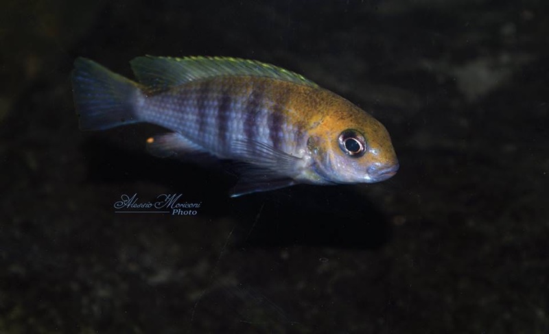 Tropheops sp. 'macrophthalmus chitimba blue' Chitimba Bay Deep